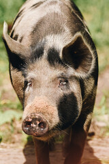 Multicoloured momma pig with white eyelashes roaming free