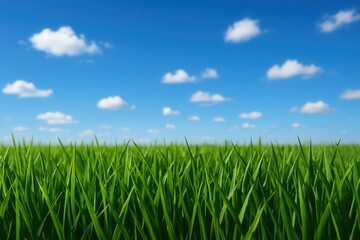 A serene expanse of verdant grass under a clear blue sky dotted with fluffy white clouds