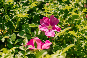 A serene garden of wild pink roses offers soft petal textures and lush green surroundings under gentle daylight.