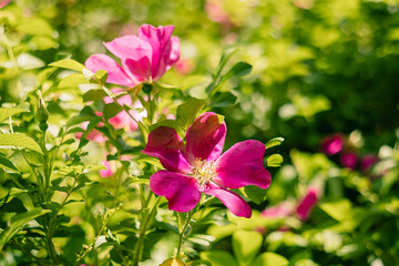 Vibrant pink flowers blooming amidst lush green foliage, showcasing nature's beauty and the intricate details of petals and leaves in a serene garden environment