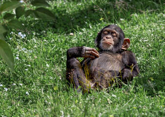 Young West African chimpanzee (Pan Troglodytes) lies in grass, resting peacefully
