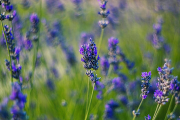 Lush lavender plants flourish in the open air, their purple blooms softening the landscape with peaceful beauty.