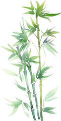 Fototapeta premium Vector watercolor painted bamboo. Hand drawn flower design elements isolated on white background.