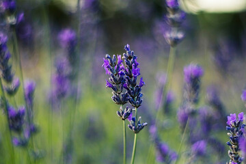 Lavender flowers in peak bloom fill the air with tranquility, their vibrant shades contrasting with fresh green surroundings.