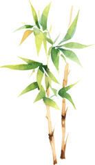 Obraz premium Vector watercolor painted bamboo. Hand drawn flower design elements isolated on white background.