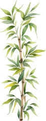 Fototapeta premium Vector watercolor painted bamboo. Hand drawn flower design elements isolated on white background.