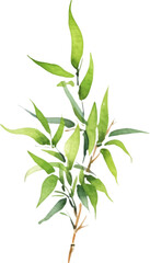 Naklejka premium Vector watercolor painted bamboo. Hand drawn flower design elements isolated on white background.