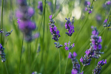 A serene display of lavender blooms features vibrant purple tones and fine petal details against fresh green growth.