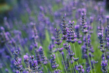 Naklejka premium A field of lavender in full bloom reveals soft petals, vivid color, and the tranquil beauty of lush surroundings.