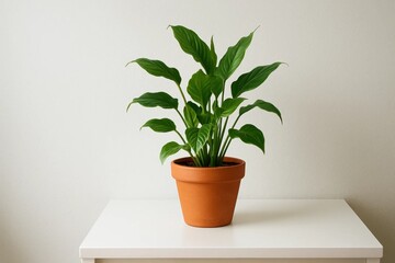 Obraz premium A lush green plant thrives in a simple terracotta pot against a pristine white wall, symbolizing nature's resilience and the beauty of simplicity