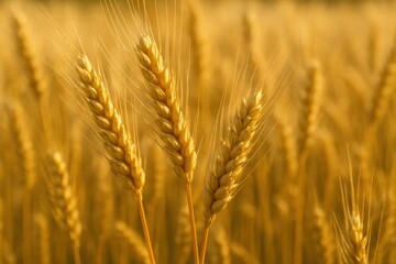 Fototapeta premium A golden field of ripe wheat stands tall under the warm sunlight, showcasing nature's bounty in a serene and picturesque setting