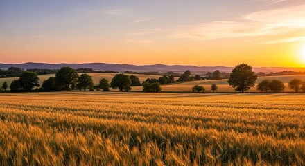 Golden wheat field sunset landscape