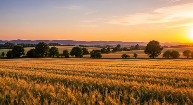 Golden wheat field sunset landscape