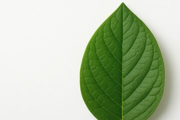 Obraz premium A Close-Up of a Vibrant Green Leaf Against a Crisp White Background