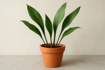 Obraz premium A potted plant with long, slender leaves thrives on a simple wooden surface against a subtle patterned backdrop