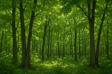 Naklejka premium A Serene Forest Scene