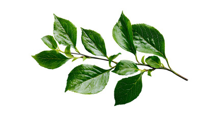 Fototapeta premium Top view of green leafy twig on white background