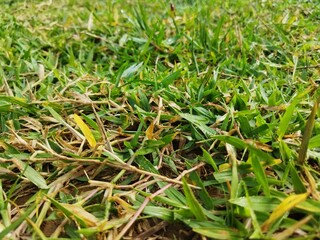 Macro View of Fresh Green Grass Blades
