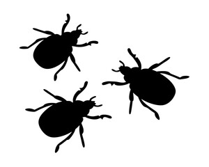 Silhouette of three insects or bugs in a scattered arrangement on white