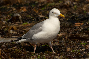 Goéland Argenté (Larus argentatus) oiseaux marins