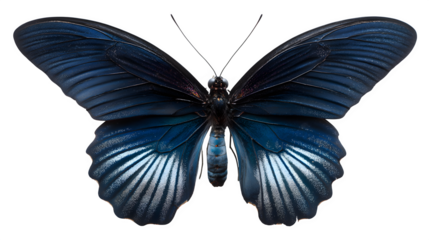 Dark blue butterfly in flight on a white background