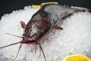 large fresh catfish on ice head macro photo