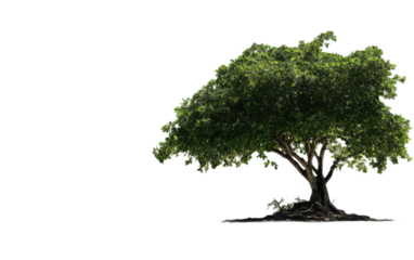 Tropical tree with beach on transparent background, png