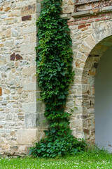 Fototapeta premium close up of architectural details, old stone wall with arched opening and green ivy