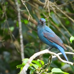 A striking blue bird with red eyes perched on a branch amidst lush green foliage