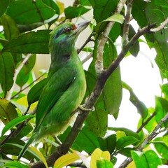 A vibrant green bird with red markings perched on a leafy tree branch nature