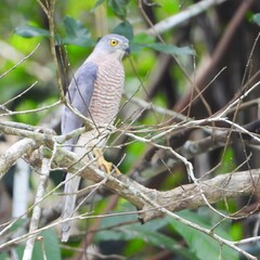 A small bird of prey with a grey back and barred chest perches on a tree branch