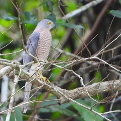 Small bird of prey with striking yellow eyes perched on a leafy branch