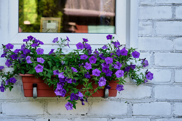 Purple petunia flowers bloom in a window box on a white brick wall during sunny spring afternoon
