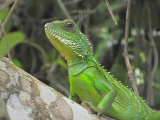 Green lizard with detailed scales rests on a textured tree branch amidst lush foliage