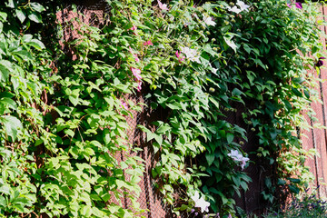 Vibrant climbing plants adorn an outdoor wooden fence in bright sunlight during the summer months