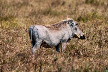Warthog in the Grasslands of Ngorongoro
