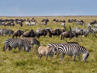 Zebras and Wildebeests Grazing in Harmony on the Ngorongoro Crater Plains, Tanzania