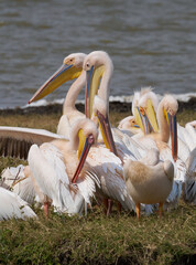 Great White Pelicans Preening by the Lake Shore, Ngorongoro Crater, Tanzania
