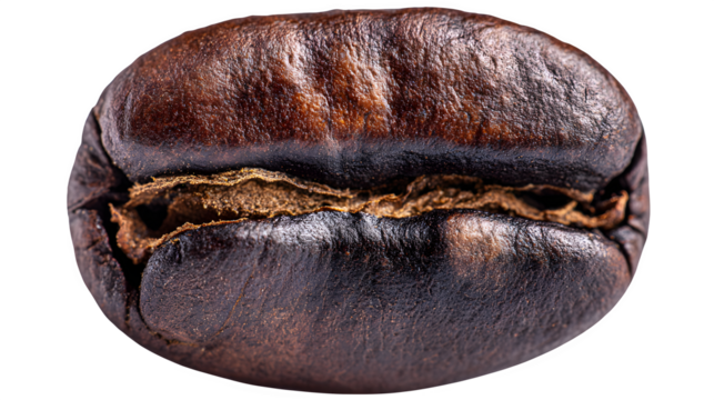 Macro close-up of large roasted coffee bean on white background
