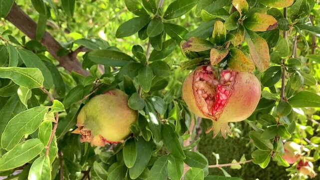 Arbol frutal de la granada