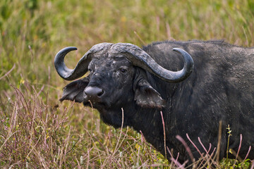 Close-Up of African Buffalo in Ngorongoro Crater, Tanzania