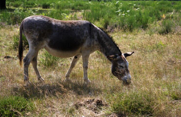August 2025. Esel in der Wahner Heide, der Kulturlandschaft Nummer 2,