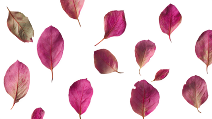 Flat lay of rose leaves on wooden surface for love theme