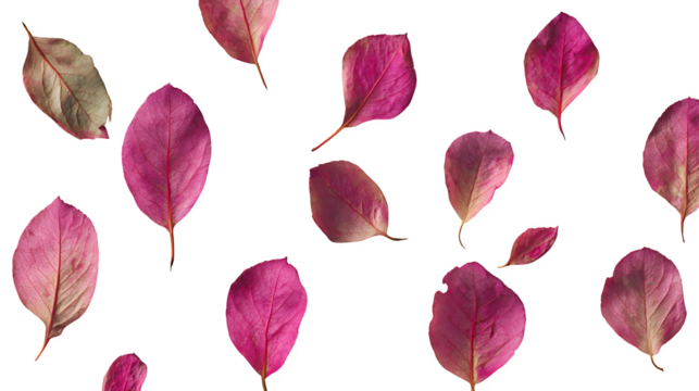 Flat lay of rose leaves on wooden surface for love theme