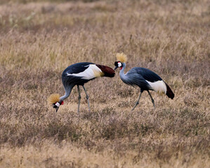 Pair of Grey Crowned Cranes, National Bird of Tanzania, in Ngorongoro Crater
