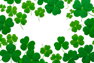 four leaf clover isolated
