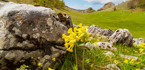 Beautiful spring flowers in the Carpathian Mountains, Europe