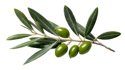 Olive tree twig with green leaves on a white background
