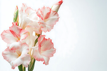 Gladiolus Flower on White Background, Vibrant Bloom Isolated for Floral Design & Decor