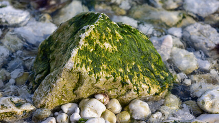 Green Algae on Stone 